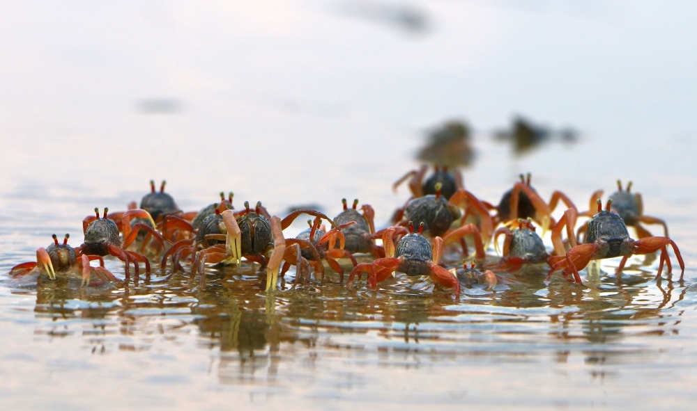 Group of little crabs on water
