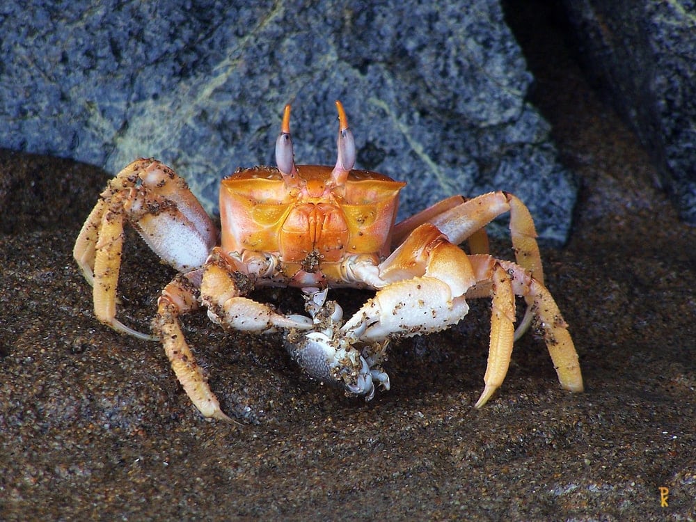 Crab eating other small crab