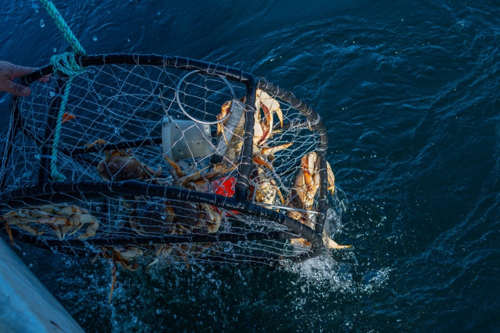 Crabs caught in fishing net