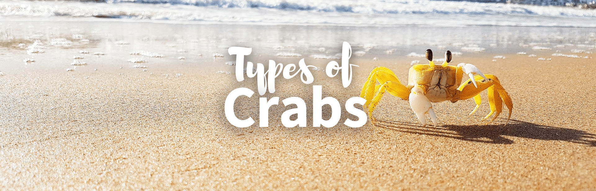 20 Different Types of Crabs: Facts, Pictures & Chart