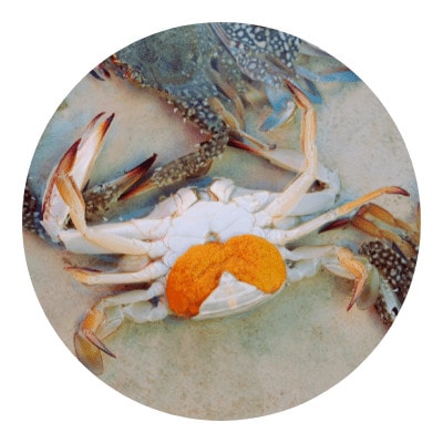 Egg in a crab icon
