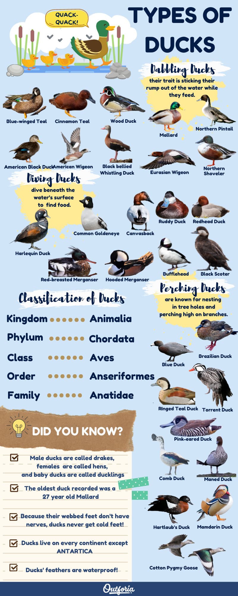 Types of Ducks Infographic outlining 30 species of ducks with pictures and names, as well as facts about their classification and fun facts