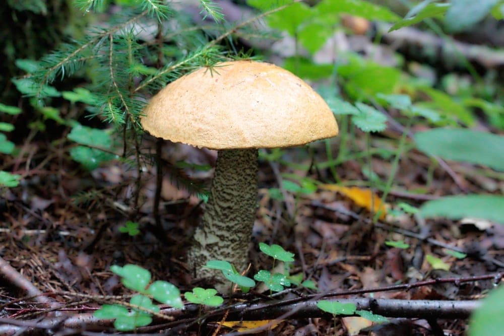 Mushroom photographed on a soil