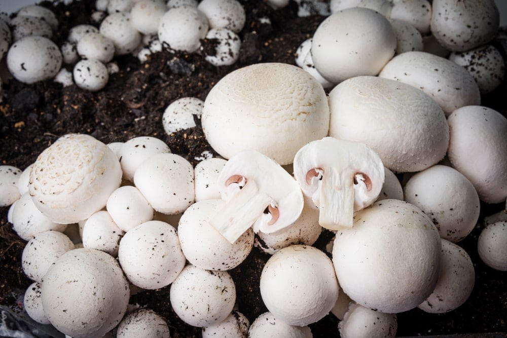 White Button mushroom