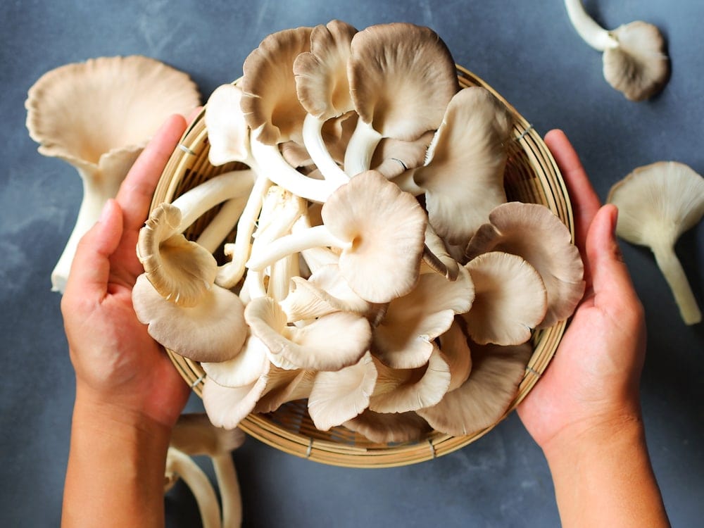Mushrooms on a plate