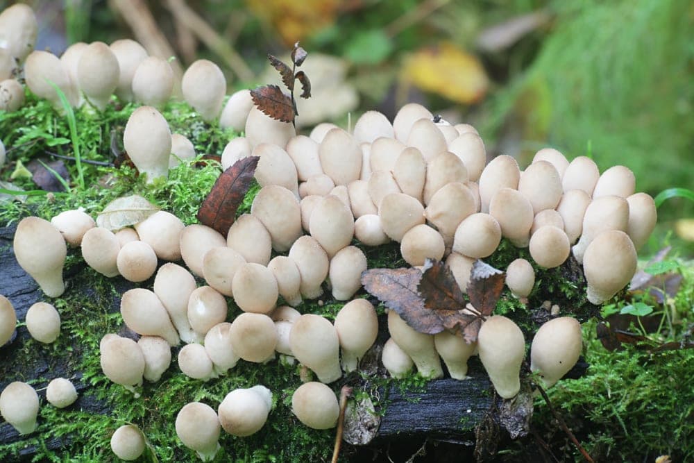 School of mushrooms stick on a tree