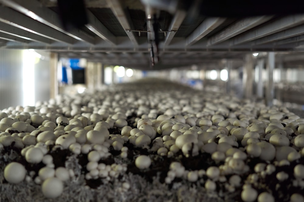 Button mushrooms in a machine