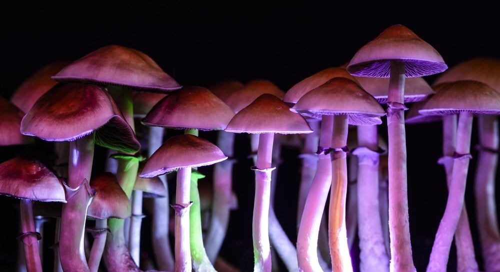 Long mushrooms on a light