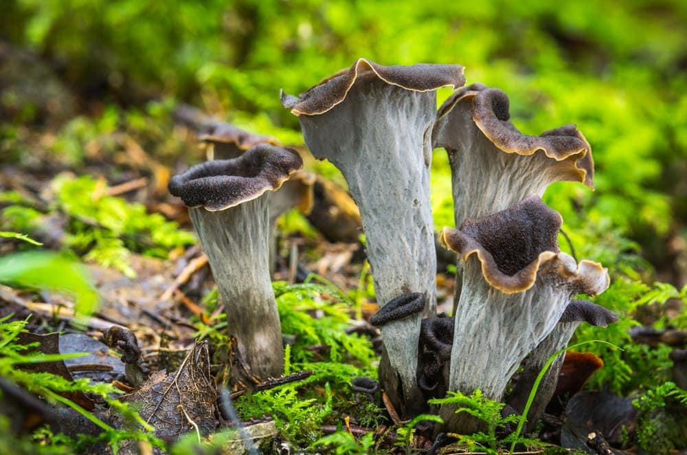 Black Trumpet Mushrooms (Craterellus cornucopioides)