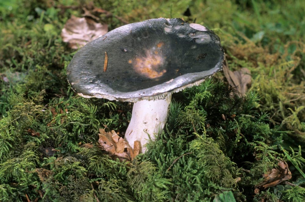 Charcoal Burner Mushroom (Russula cyanoxantha)