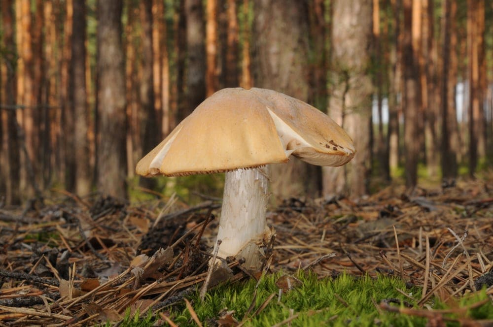 Gypsy Mushroom (Cortinarius caperatus)