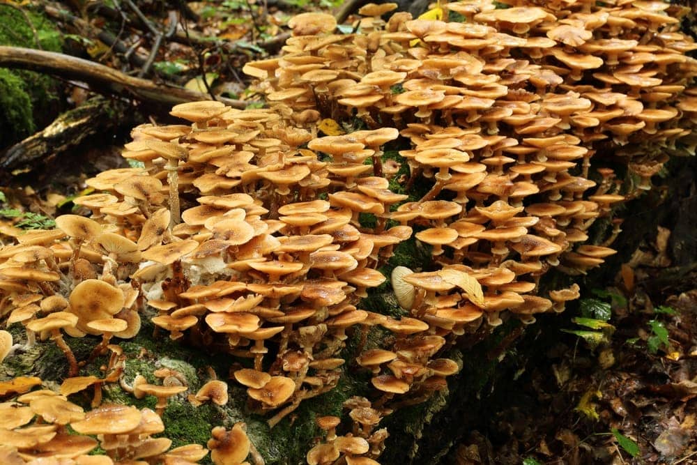 Honey Fungus (Armillaria mellea)