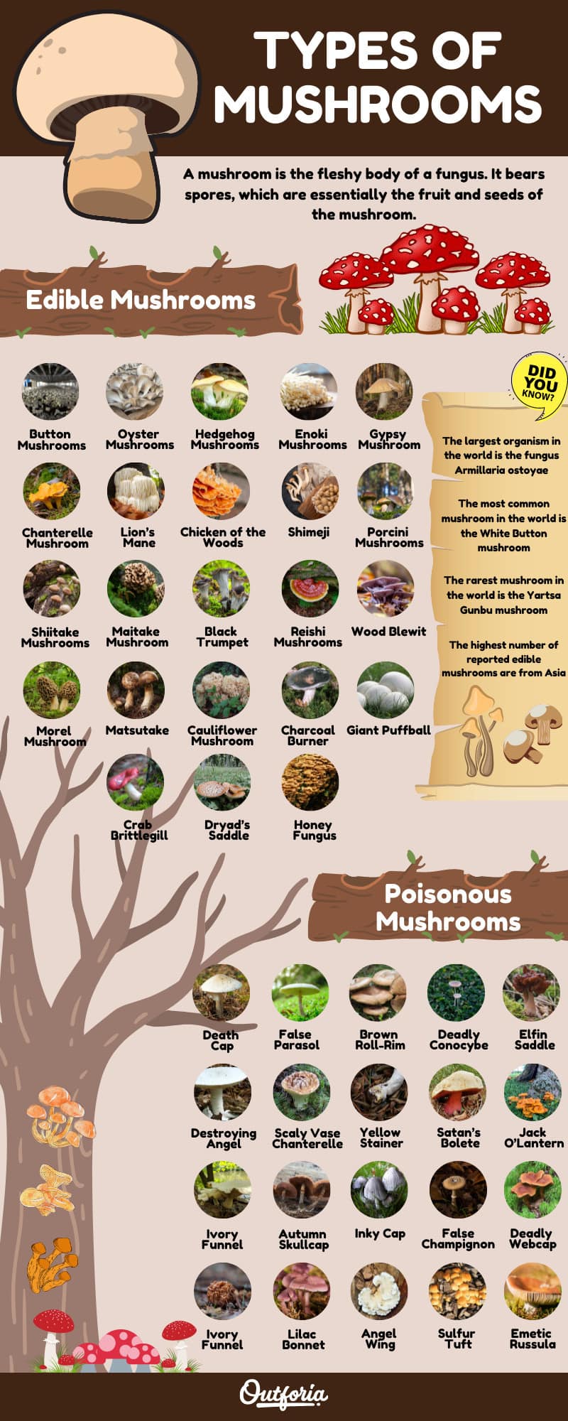 Types of edible and poisonous mushrooms infographic chart with 