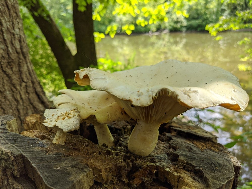 Ivory Funnel (Clitocybe dealbata)