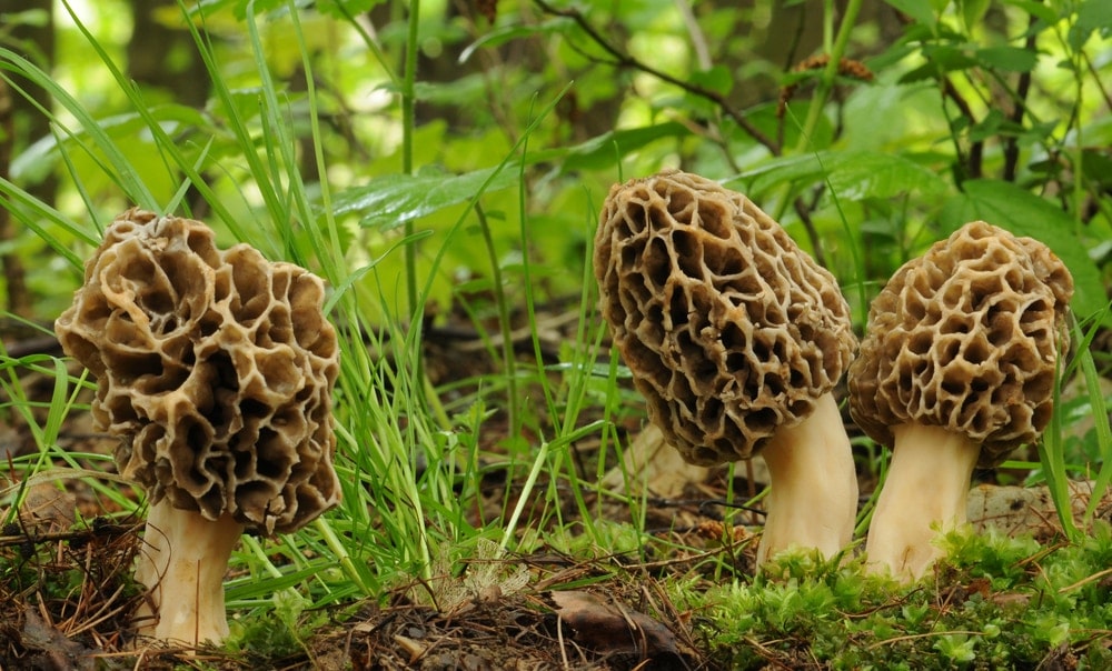 Morel Mushroom (Morchella esculenta)