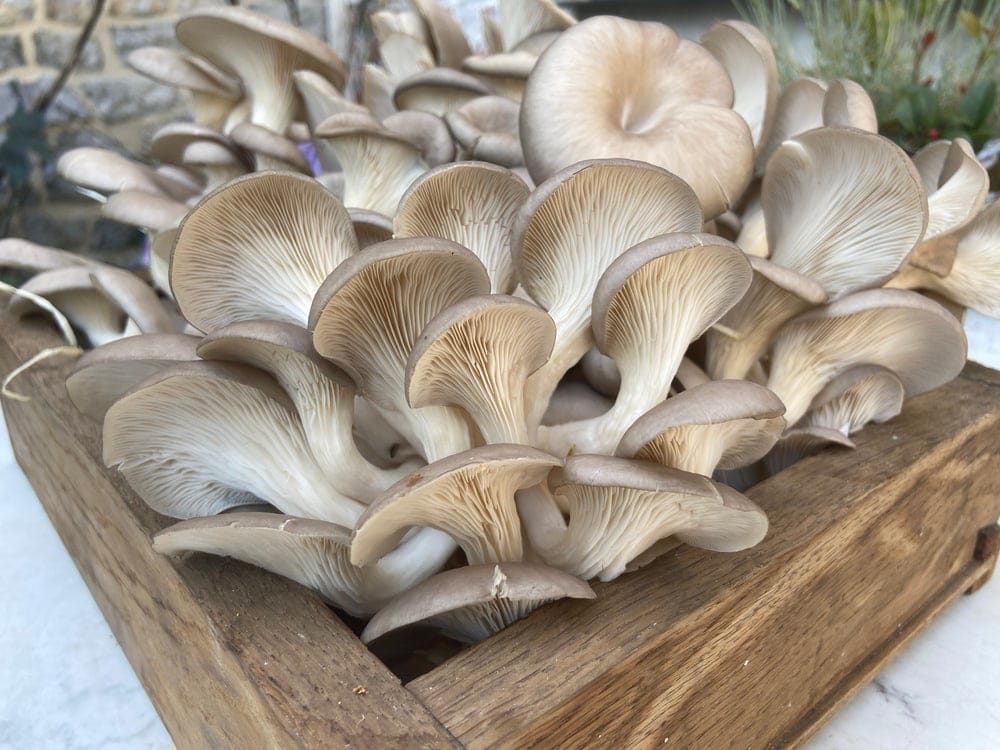 Oyster Mushrooms (Pleurotus ostreatus)