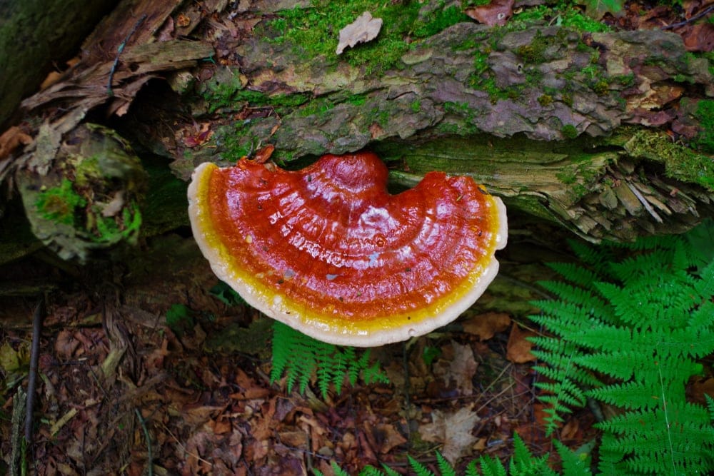 Reishi Mushrooms (Ganoderma lingzhi)