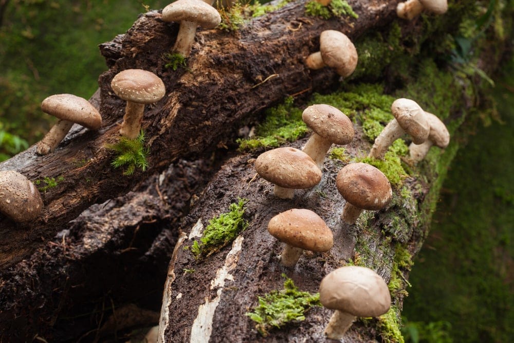 Shiitake Mushrooms (Lentinula edodes)