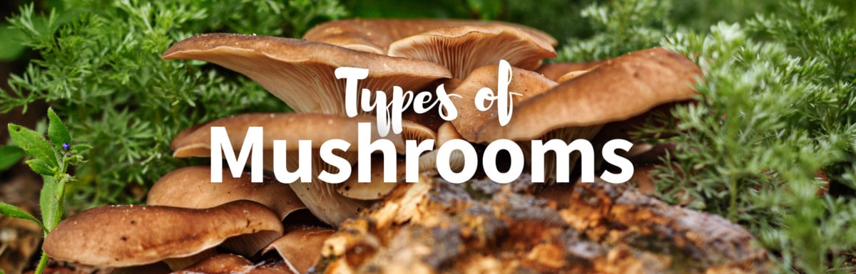 Types of mushrooms featured image