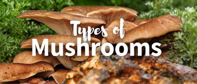 Types of mushrooms featured image