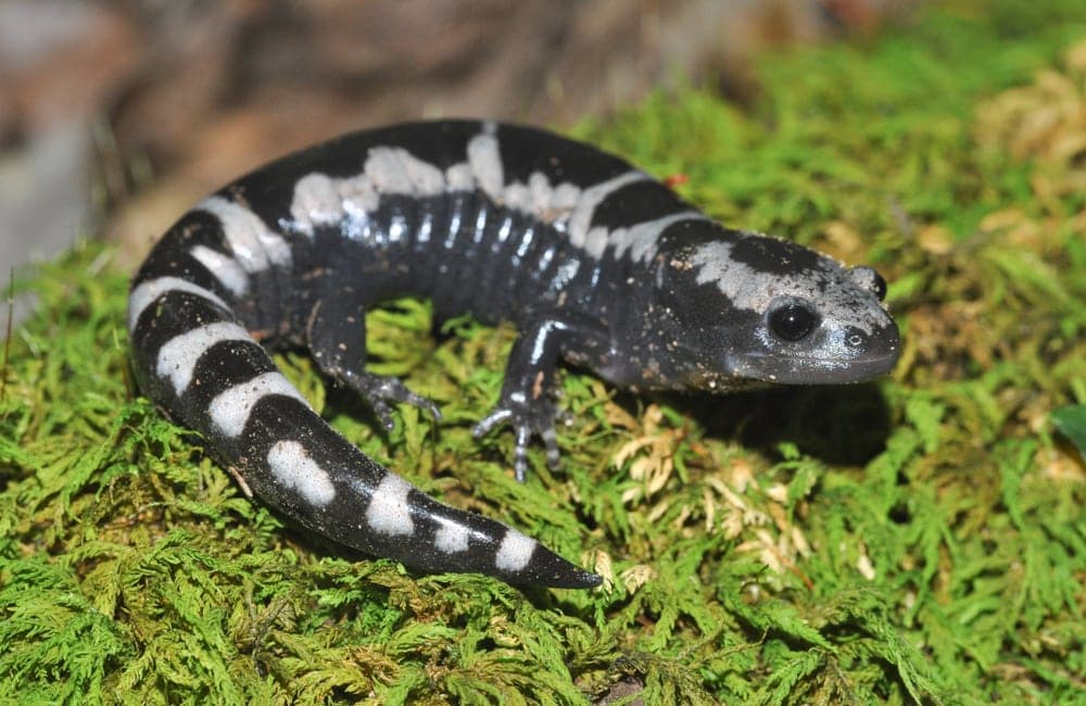 Marbled salamander, Ambystoma opacum