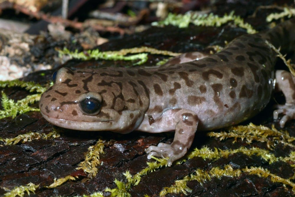 Pacific giant salamander, Dicamptodon tenebrosus