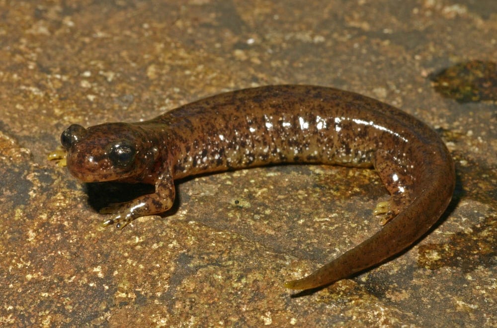 Southern torrent salamander, Rhyacotriton variegatus