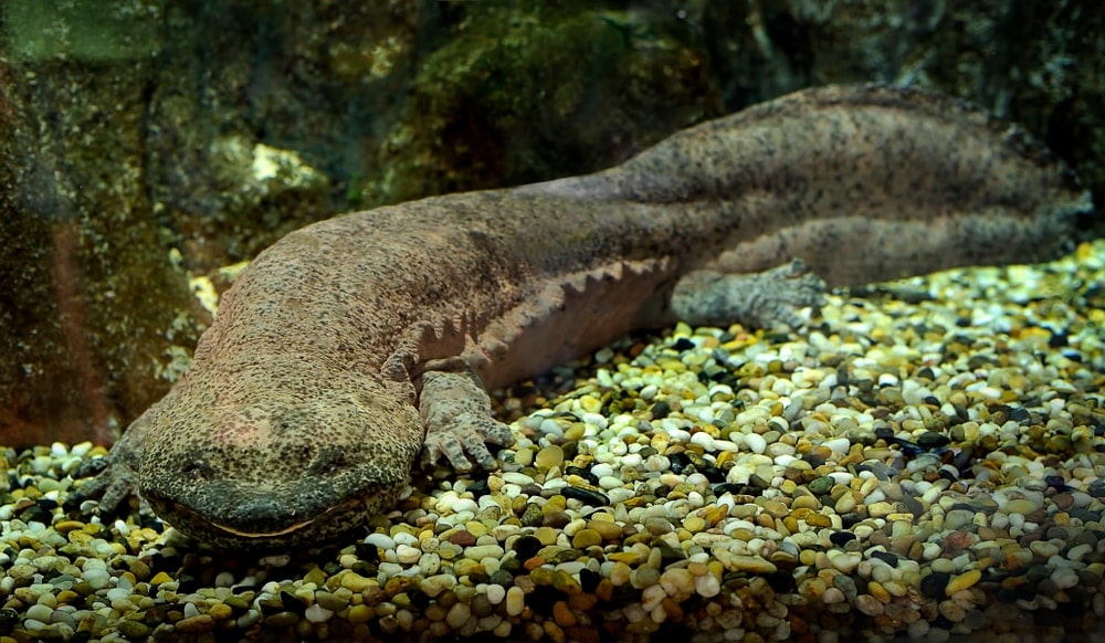 Chinese giant salamander, Adrias davidianus