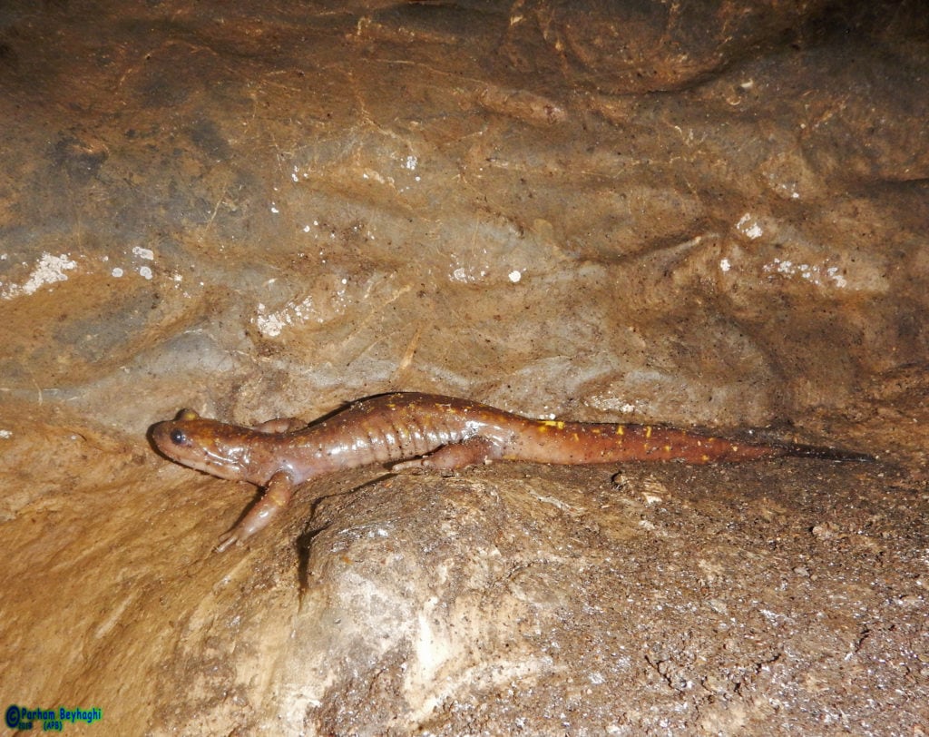 Persian mountain salamander, Paradactylodon persicus