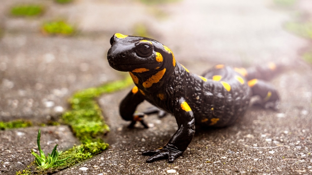 16 Different Types of Salamanders: Ultimate Salamanders Field Guide -  Outforia