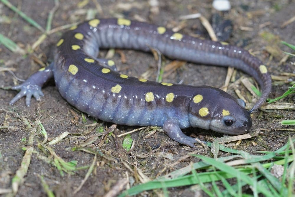 Salamander circling around on the ground
