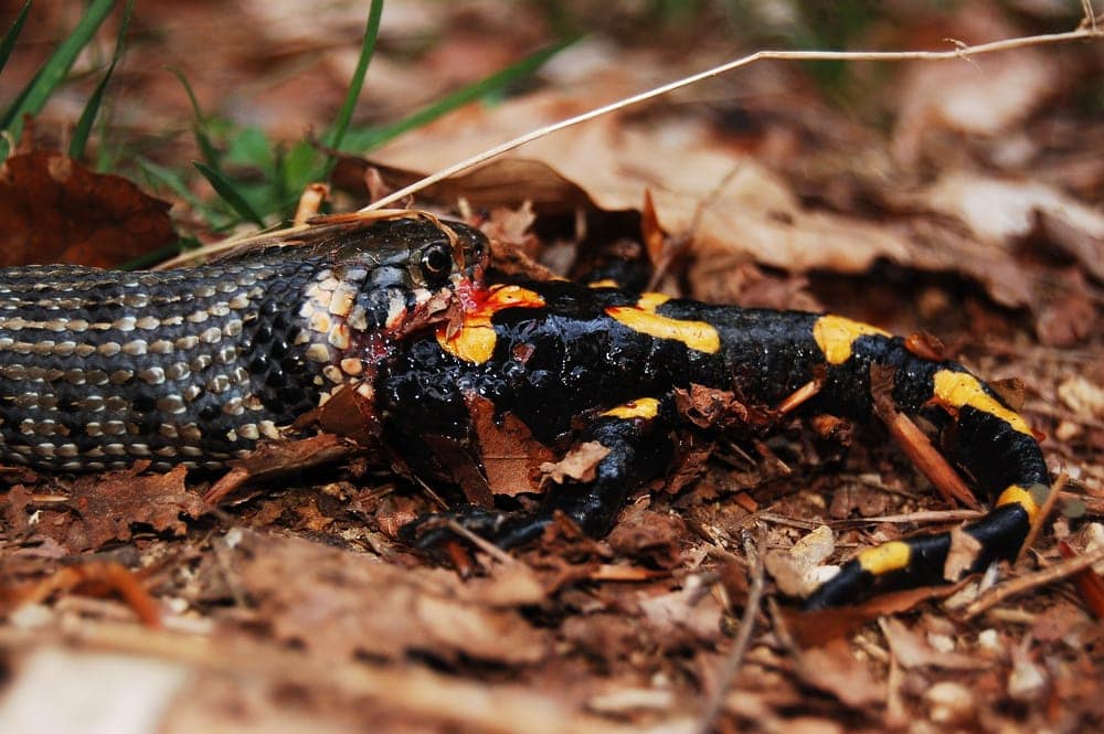 Snake eating salamander