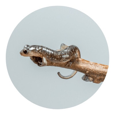 Baby salamander on a little branch of tree
