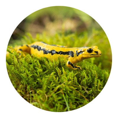 Yellow salamander on a grass