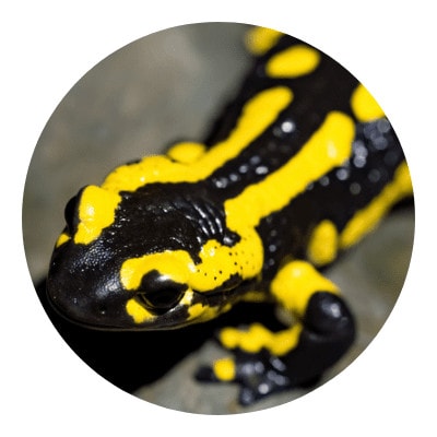 Close-up shot of salamander