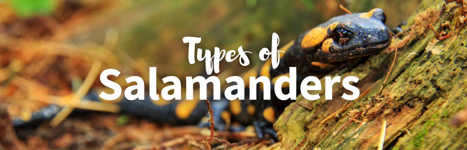 16 Different Types of Salamanders: Ultimate Salamanders Field Guide