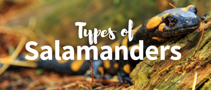 Types of salamanders featured photo
