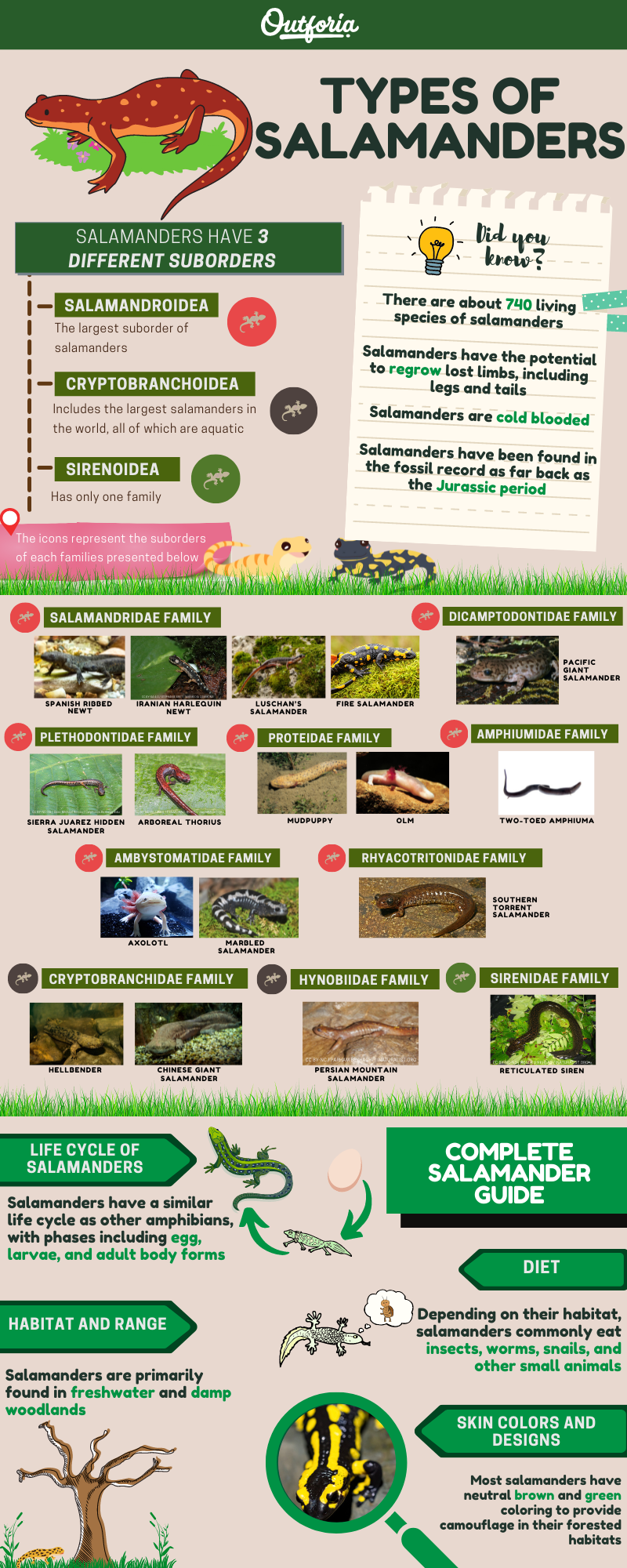 Types of salamanders chart