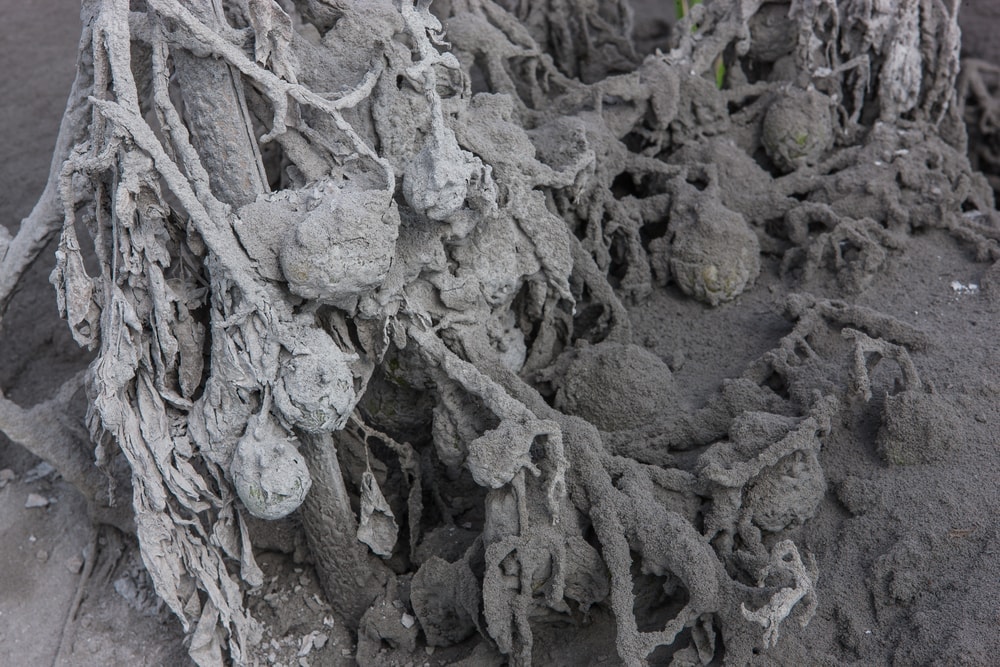 Thick volcanic ash covering plants