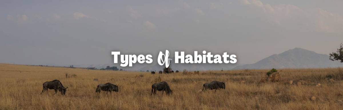 Types of habitats featured image
