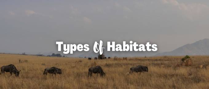 Types of habitats featured image