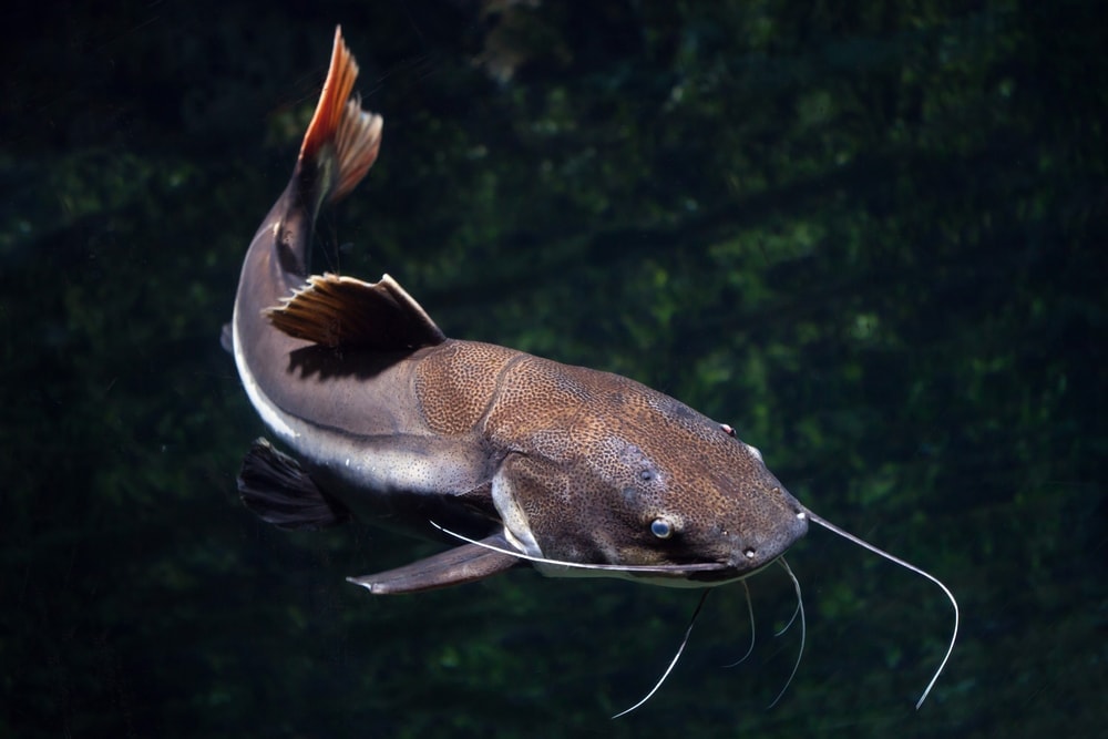 Catfish swimming in dark pond
