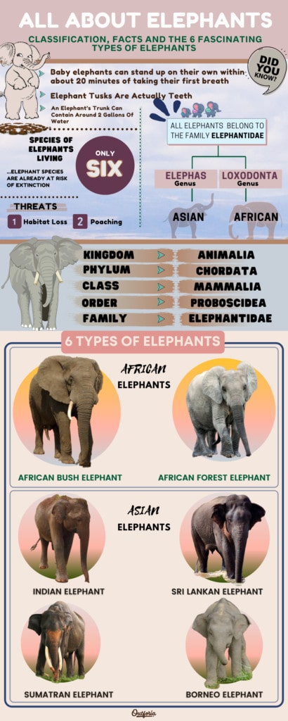 The 6 Different Types of Elephants + Facts, Photos, & Identification