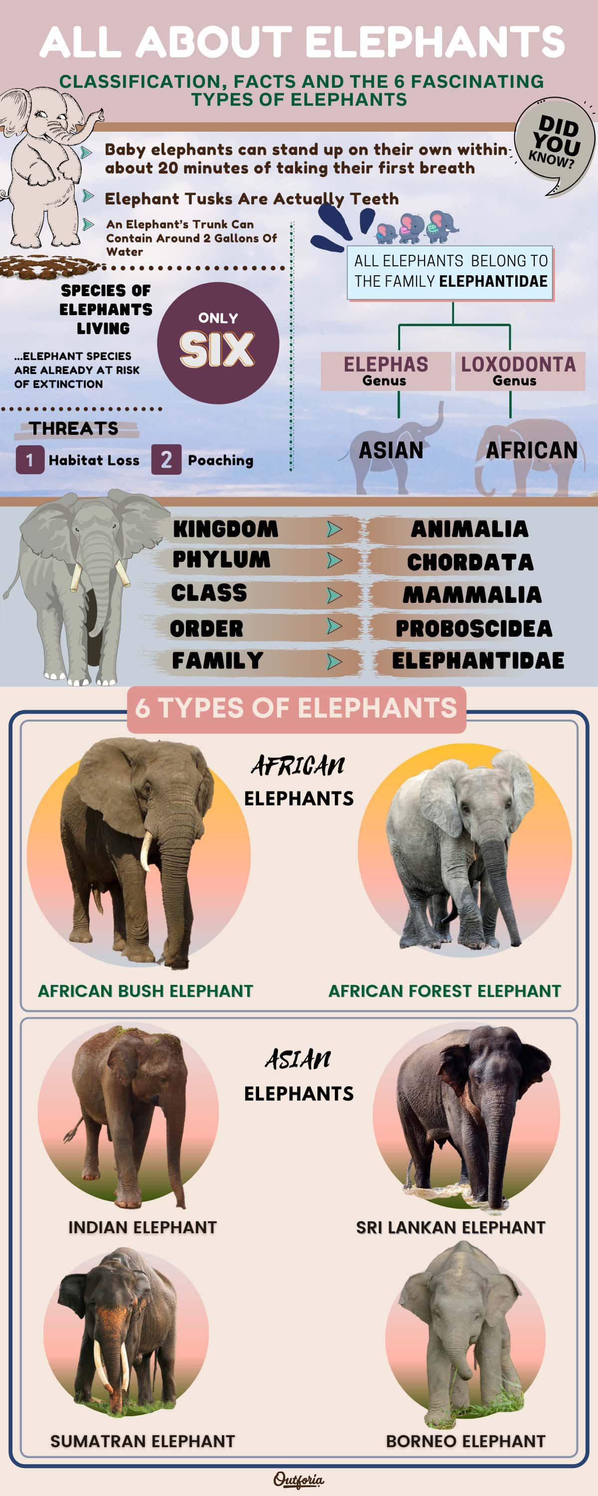 chart of the different types of elephants with classification, names, images, and facts