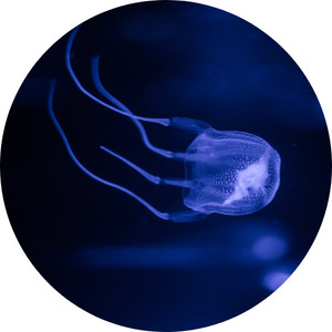Image of a box jellyfish from class Cubozoa