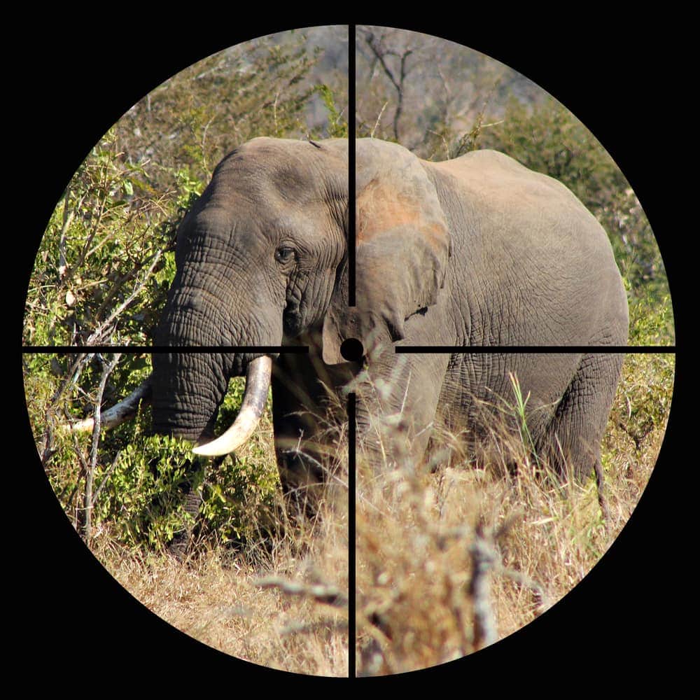 Elephant being focused by a sniper