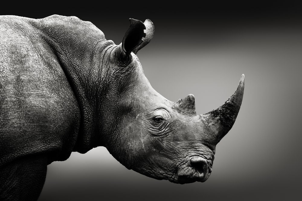 Rhinoceros photographed in black and white