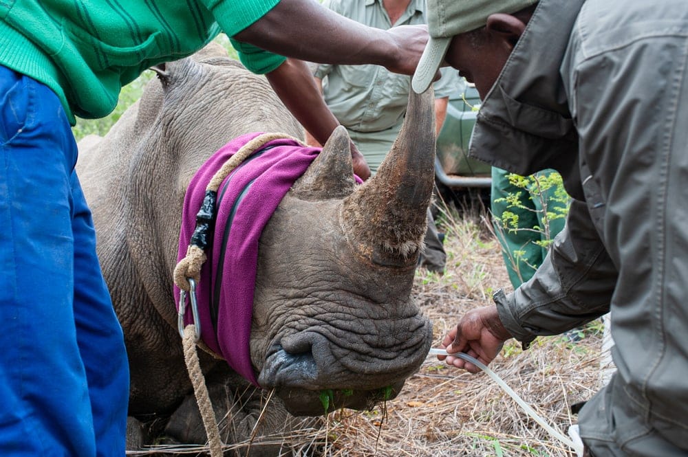 What is Poaching and Why is It Practiced? - Outforia