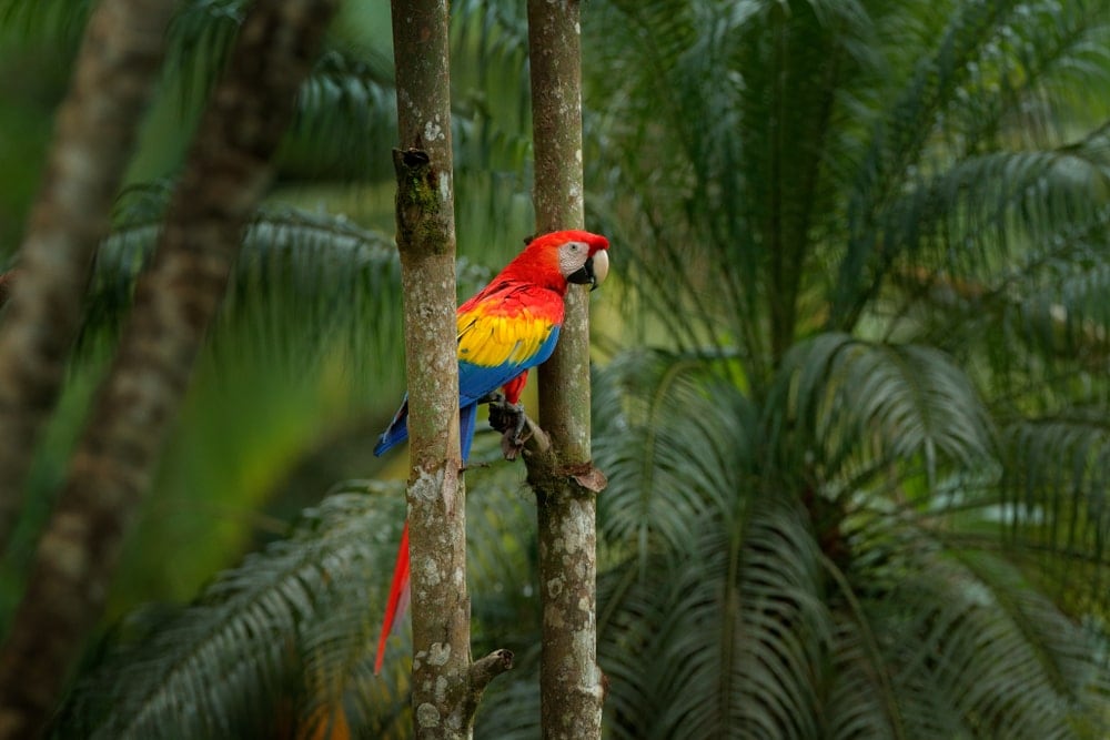 Parrot standing on a branch of a tree