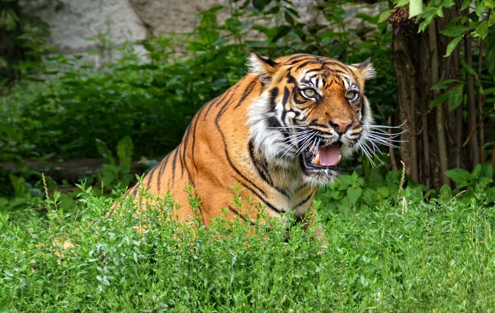 Mad tiger roaring at someone